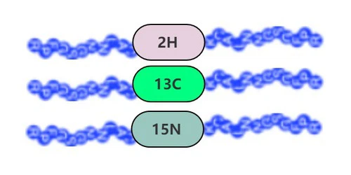 Isotope Labeled Peptide