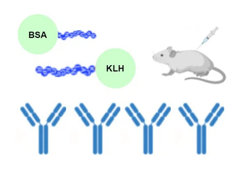 Peptide Conjugated KLH,BSA or OVA