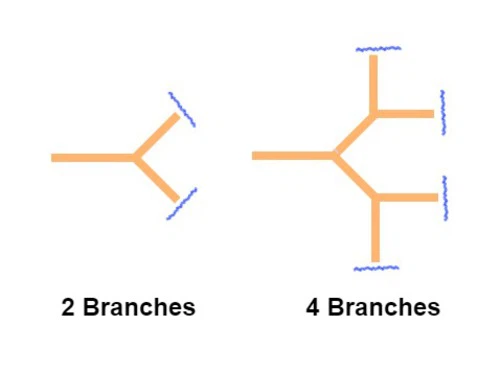 Branched Peptide