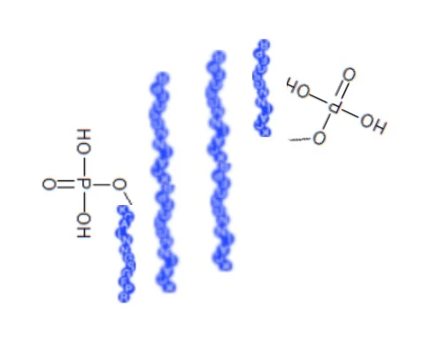 Peptidau Ffosfforylaidd