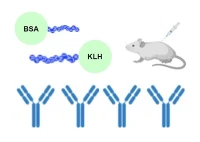 Peptid Cyfun KLH, BSA Neu OVA